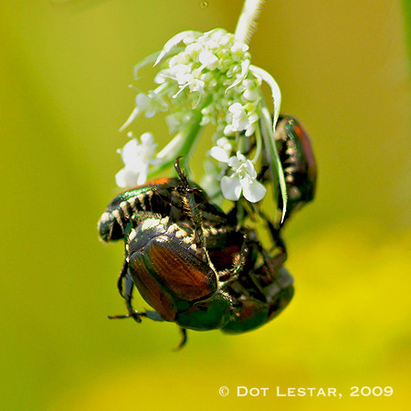 Japanese Beetle