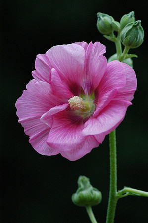 Poppy