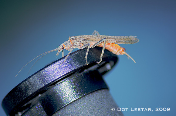 Bug on a Monopod