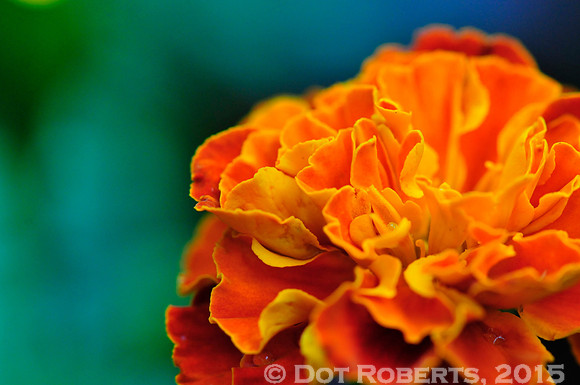 Marigold