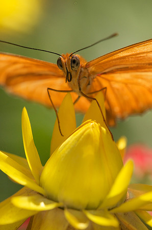 Closeup of a Julia Butterfly