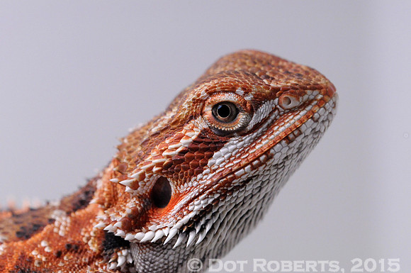 Bearded Dragon