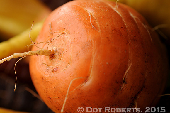 Round Carrot