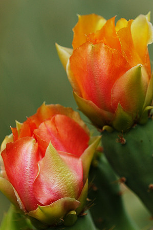 Prickly Pear Flower