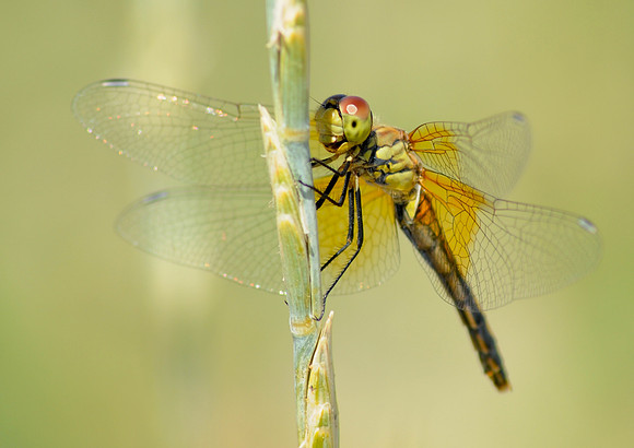 Dragonfly
