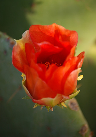 Cactus Flower