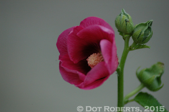 Poppy