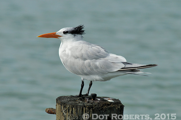 Seagull