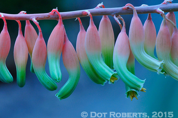 Flowers in a row