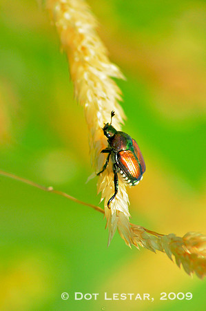 Japanese Beetle