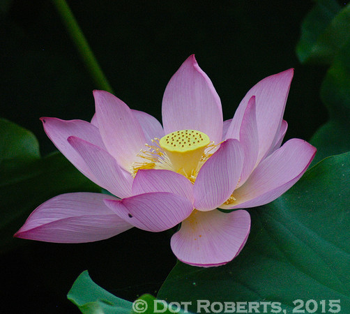 Lotus Flower