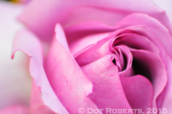 Pink Rose