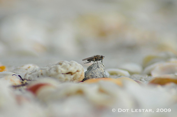 Fly on a Hot Beach
