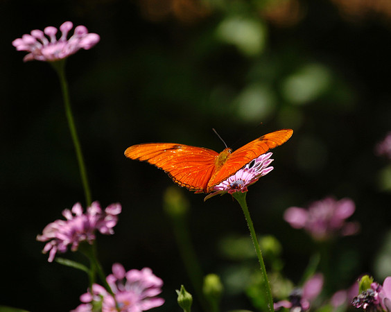 Julia Butterfly