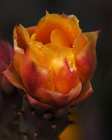 Prickly Pear Flower