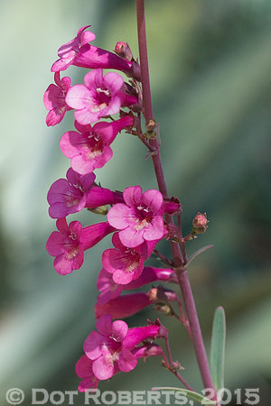 Desert Beardtongue