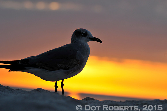 Seagull at Sunset