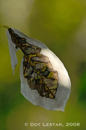Leaf