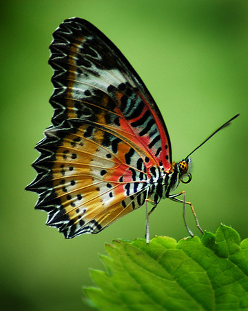 Cethosia hysea