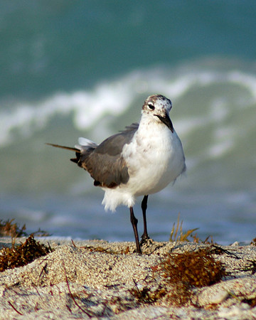 A stroll on the beach