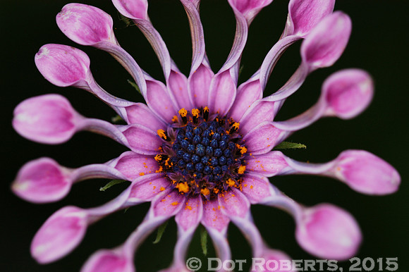Pinwheel Daisy