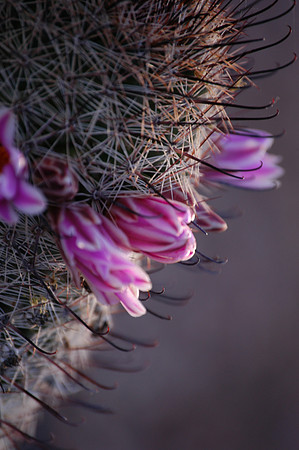 Barrel Cactus Flower
