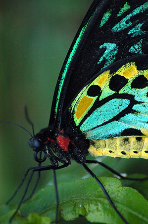 Male Cairns Birdwing Butterfly