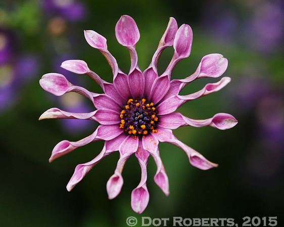 African Pinwheel Daisy