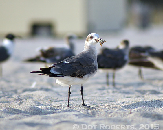 Seagulls