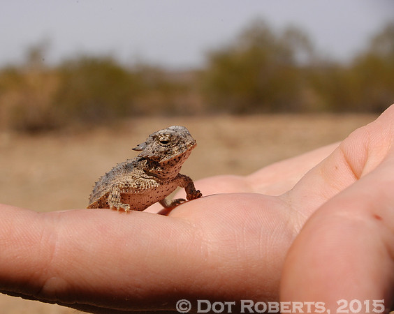 Horny Toad