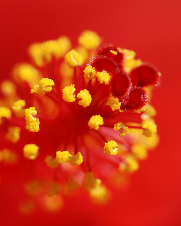 Flower Stamen