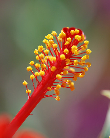 Flower Stamen