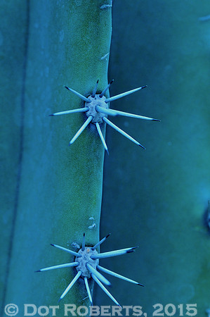 Cactus needles