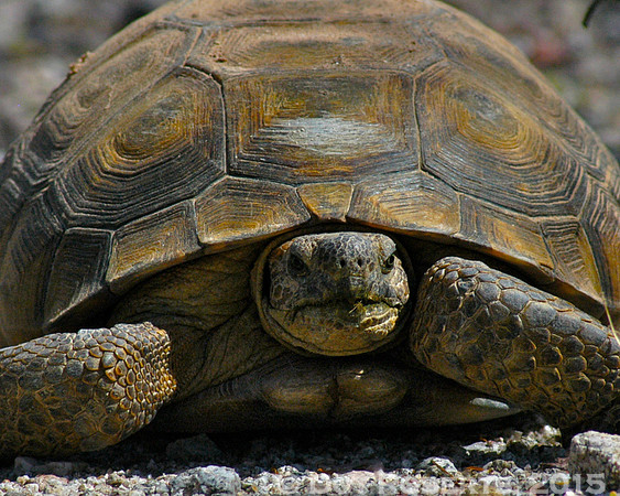 Desert Tortoise